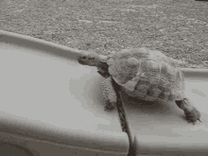 gif-turtle-slow
